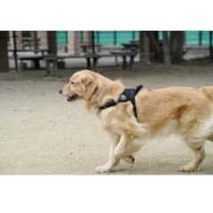 FIELDMASTERハーネス　ペット　犬の画像
