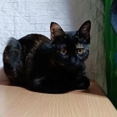 サビ😺6ヶ月😽メス