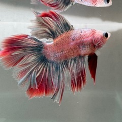 ベタ オス 熱帯魚 ダブルテール(R-7)