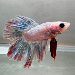 ベタ オス 熱帯魚 ダブルテール(R-3)