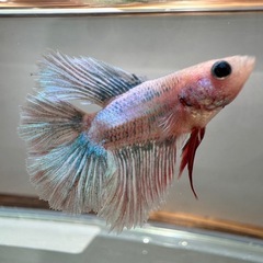 ベタ オス 熱帯魚 ダブルテール(R-1)