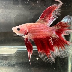 ベタ オス 熱帯魚 ダブルテール(C-4)