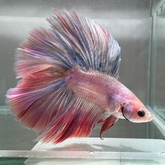 ベタ オス 熱帯魚 ダブルテール(a-1)