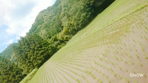 大分県産ヒノヒカリ新米