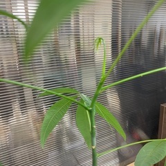 (取引中)パキラの画像