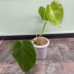 (取引中)斑入りモンステラボルシギアナの画像