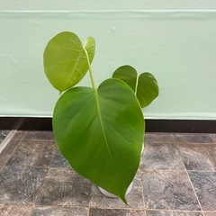 (取引中)斑入りモンステラボルシギアナの画像