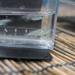 青蝶　メダカ　今年の春生まれの成魚　10匹　600円の画像