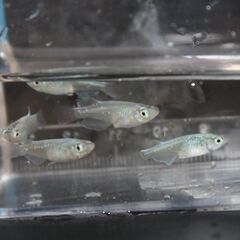 青蝶　メダカ　今年の春生まれの成魚　10匹　600円の画像