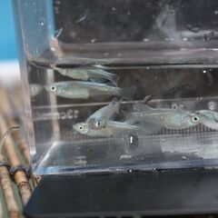 青蝶　メダカ　今年の春生まれの成魚　10匹　600円の画像