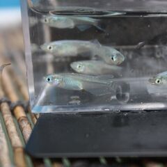 青蝶　メダカ　今年の春生まれの成魚　10匹　600円の画像