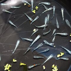 青蝶　メダカ　今年の春生まれの成魚　10匹　600円の画像