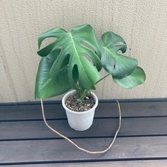 モンステラ　全長43センチ程
