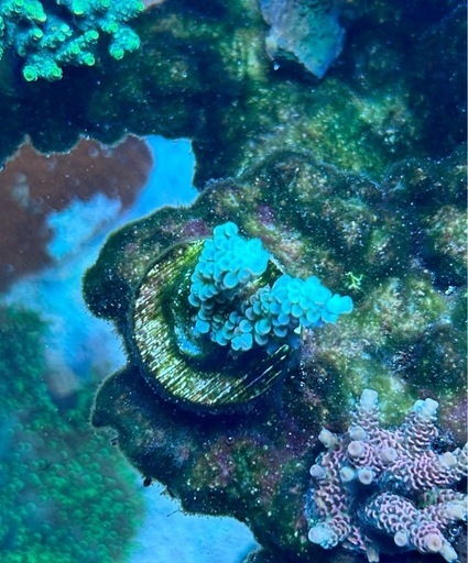 Acropora homewreckerウスエダミドリイシ