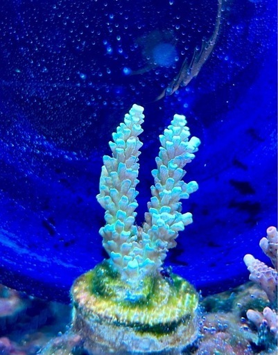 Acropora wreckerウスエダミドリイシ