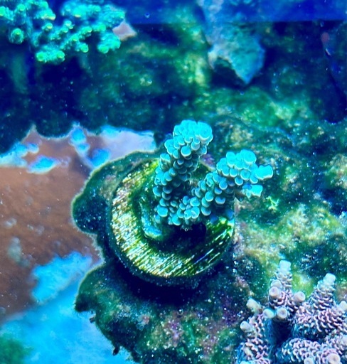 Acropora homewreckerウスエダミドリイシ