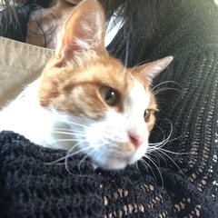 茶白の男の子　7キロのずっしりくん