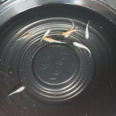 9/28めだか販売の画像