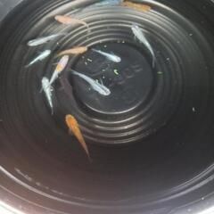 9/28めだか販売の画像