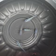 9/28めだか販売の画像