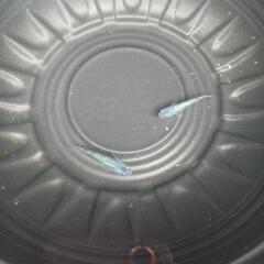 9/28めだか販売の画像