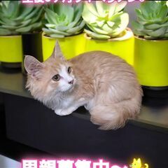 10/6(日)譲渡会。生後6ヵ月サイベリアン♂(⋈◍＞◡＜◍)。✧♡ 