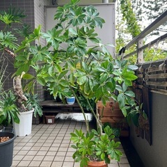 カポック　シェフレラ　観葉植物