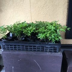 取引中‼️ナンテン苗木‼️珍しい実が白❣️の画像