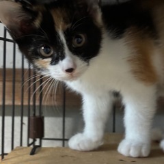 七月九日産まれの三毛猫ちゃん、女の子