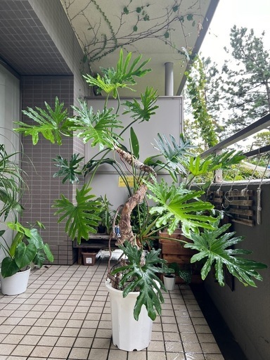 最終値下げ　セローム　幹立ち　極上樹形　観葉植物