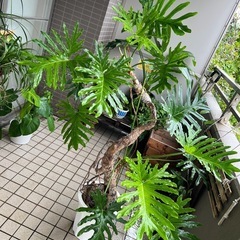 最終値下げ　セローム　幹立ち　極上樹形　観葉植物の画像