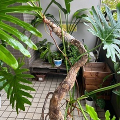 最終値下げ　セローム　幹立ち　極上樹形　観葉植物の画像