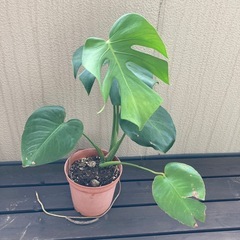モンステラ② 茶色鉢植え