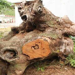 ケヤキの切り株