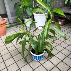 ウツボカズラ　ネペンテス　観葉植物の画像