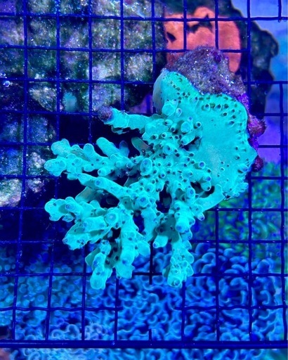深場ミドリイシ Acropora