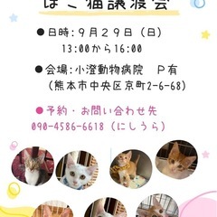 😺保護猫譲渡会のお知らせ😺 - 熊本市
