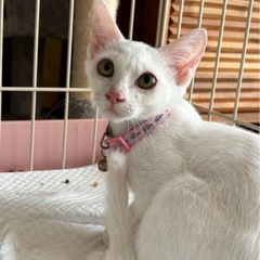 😺保護猫譲渡会のお知らせ😺 − 熊本県