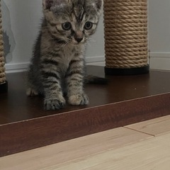 😺保護猫譲渡会のお知らせ😺 - その他