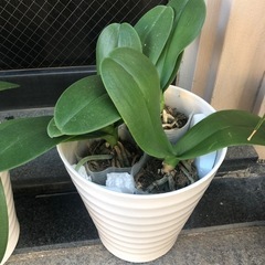 【胡蝶蘭お好きなかた】お花の株お譲りします♡の画像
