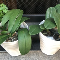 【胡蝶蘭お好きなかた】お花の株お譲りします♡の画像