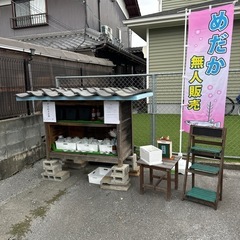てるてるメダカ無人販売　メダカ鉢
