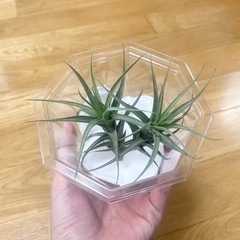 エアープランツ2つ