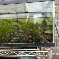🐟タナゴ、川魚🐟