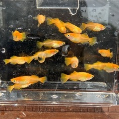 ⭐️楊貴妃ひかり体型⭐️東天光　単品価格200円