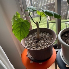 観葉植物　ウンベラータ
