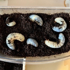 カブトムシ幼虫 二匹ペア