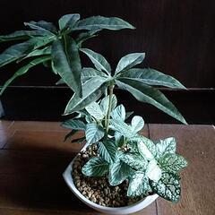 フェイクの観葉植物