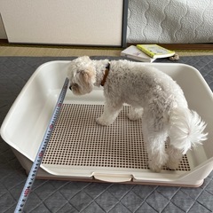 ペットトイレ（美品）の画像