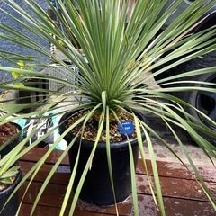 ユッカ・ロストラータ